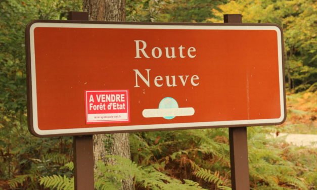 L&rsquo;arbre qui cache le malaise, à l&rsquo;office national des forêts