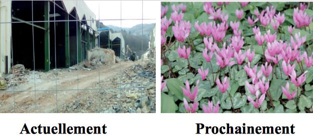 Cyclamen à Malmerspach : ça fleure bon l&rsquo;écologie factice