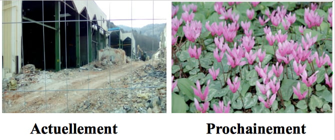 Cyclamen à Malmerspach : ça fleure bon l&rsquo;écologie factice