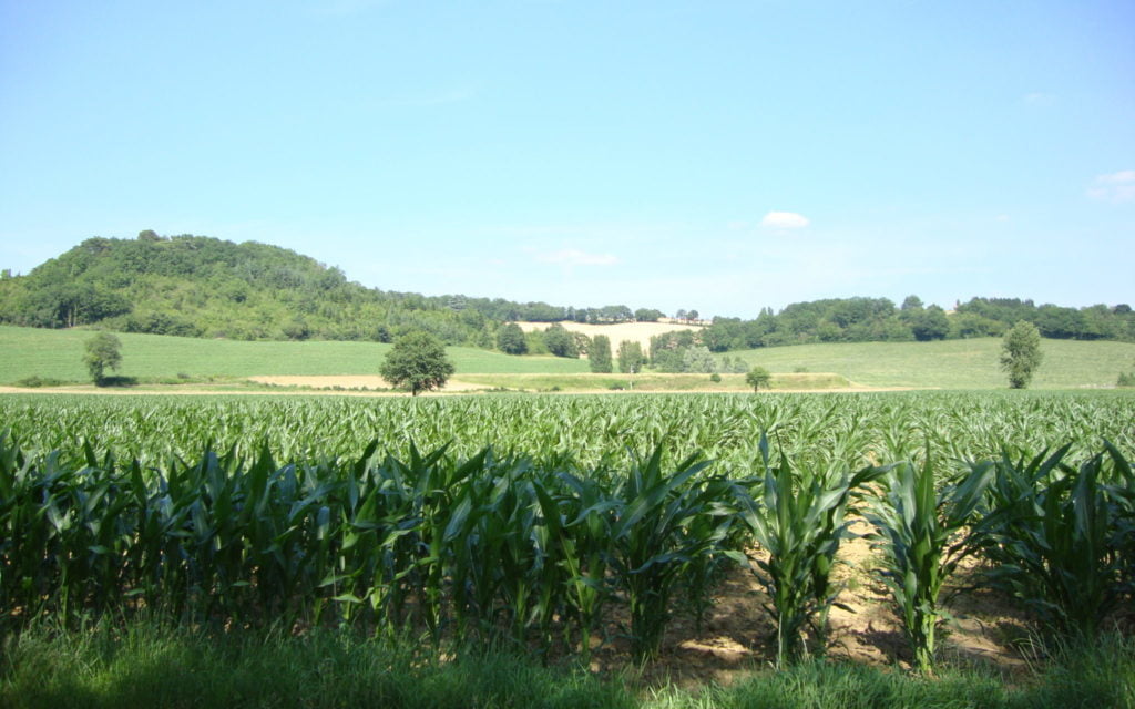 A Colmar et Wintzenheim, Tiefenbach environnement dissèque les candidats aux municipales, et reçoit le soutien du professeur Seralini sur le lindane