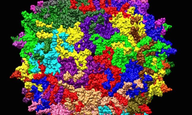 Pandémie virale : la guerre à qui et à quoi ?