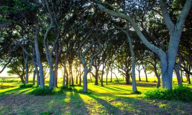 Microforêt urbaine à Mulhouse : que penser de la « méthode Miyawaki » ?