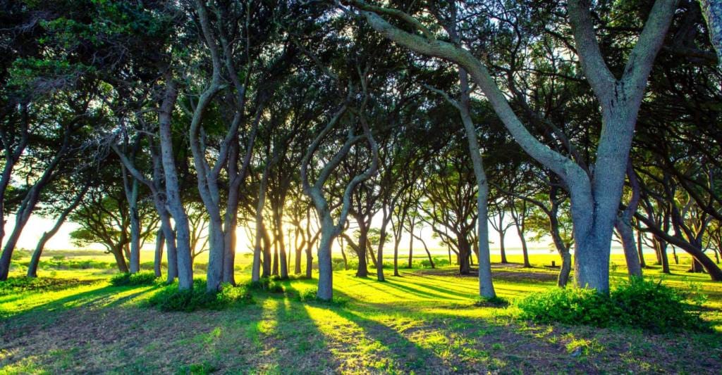 Microforêt urbaine à Mulhouse : que penser de la « méthode Miyawaki » ?