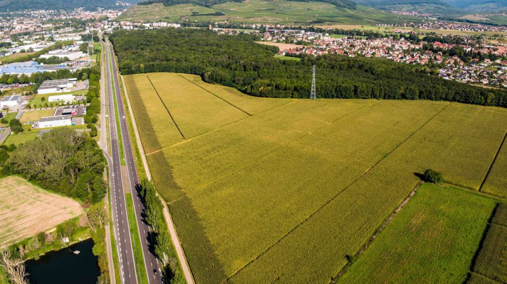[Reportage] Zac du Daweid à Issenheim, près de Guebwiller et Mulhouse : un pique nique pour y découvrir faune et flore