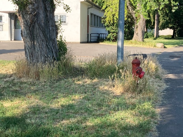 Biodiversité à Mulhouse : l’épillet, ce chiendent qui menace la santé des animaux de compagnie