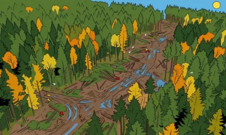 Massif du Sprickelsberg, près de Mulhouse : la Cour administrative d&rsquo;appel se prononce contre une vision purement extractiviste de la forêt